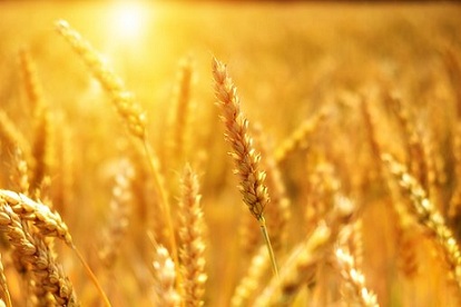 В Саратовской области темпы отгрузки зерна за пределы региона выросли в 1,4 раза по сравнению с 2017 годом