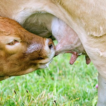 В Томской области племзавод за год увеличил молочную продуктивность коров на 1000 килограммов