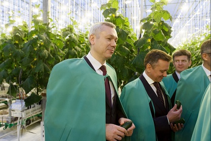 Новосибирская область в новом году на 100% закроет свои потребности по выращиванию овощей закрытого грунта