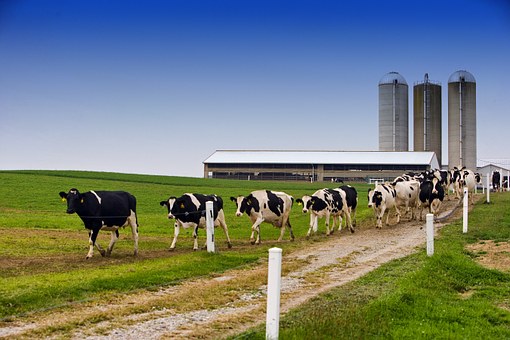 В Казахстане до конца года планируется ввести 10 молочно-товарных ферм