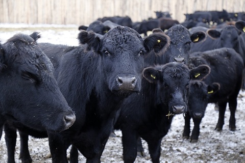 В Курганской области растет поголовье крупного рогатого скота