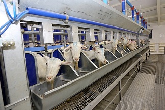 Молочная продукция Республики Марий Эл продвигается на зарубежные рынки