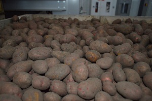 Омское предприятие получит федеральный грант на селекцию картофеля