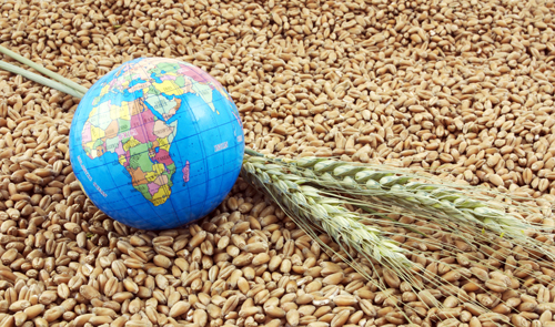 Увеличение российского экспорта пшеницы прогнозируют аналитики Международного совета по зерну