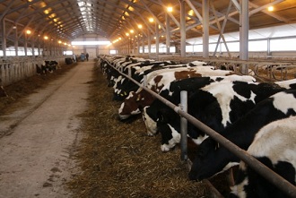 Оренбургский агрохолдинг реанимировал недостроенный молочный комплекс в Башкортостане