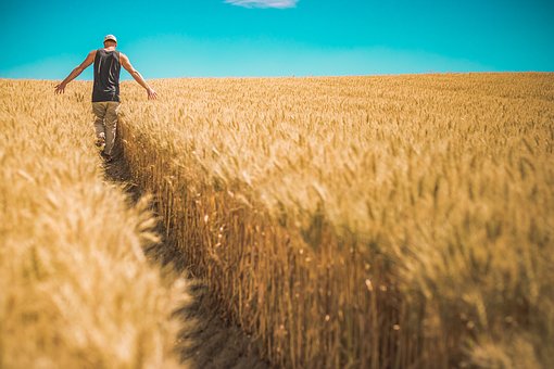 Спрос на российскую пшеницу на мировом рынке увеличивается