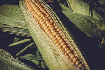 В Томской области появятся экспериментальные площадки по выращиванию гибридов кукурузы от ведущей европейской компании