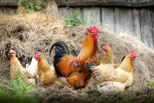Сельхозорганизации России увеличили производство мяса птицы на 37,58 тыс. т