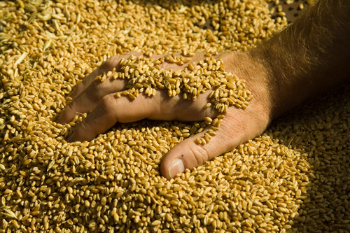Товарная классификация зерна: принципы и основы