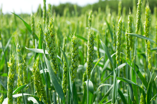 Физиологические принципы  сенсорной оценки посевов озимой пшеницы в полевом опыте Центра точного земледелия