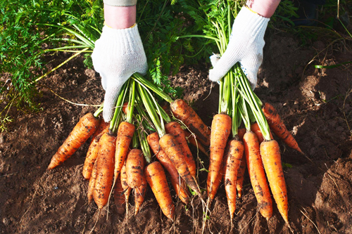 Морковь: современная технология производства,  уборки и хранения