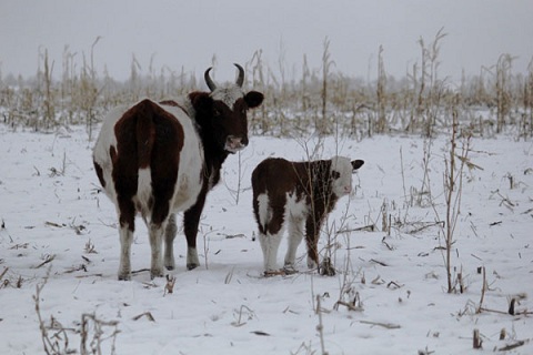 В кемеровской колонии построят родильное отделение для коров