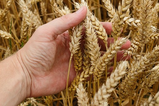 Аграриям Курганской области приобретать элитные семена местного производства будет выгодней