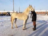 В Курганской области продолжат селекционно-племенную работу с орловской рысистой породой лошадей
