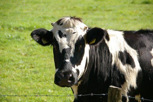 В Томской области ожидается новый рекорд по продуктивности молочного стада