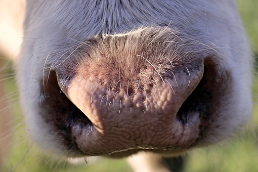 В сельхозпредприятиях Саратовской области с начала текущего года произведено более 4 тыс. т молока