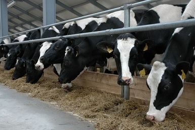 Башкортостан возглавил рейтинг по приобретению скота в лизинг