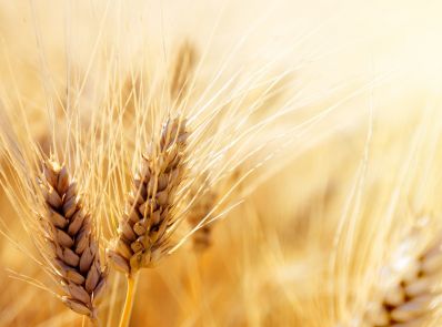 Обзор зернового рынка с 30 мая по 6 июня