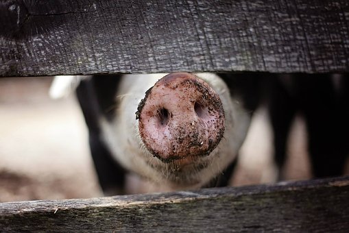 В России растет производство свинины