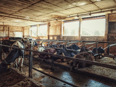 В Нижегородской области выросло валовое производство молока
