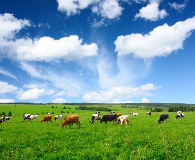 Коровы с хорошими генами спасут тюменское животноводство