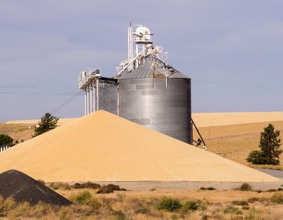 В Саратовской области ведущие мукомольные предприятия участвуют в государственной товарной интервенции на зерновом рынке