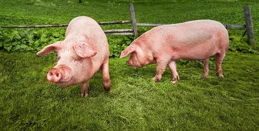 Казахстан включен в список стран, свободных от африканской чумы свиней