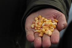 В Алтайском крае за последние годы площади сева кукурузы на зерно возросли в 7 раз