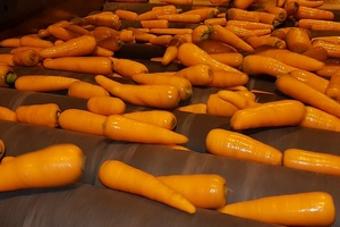 Тюменская агрофирма планирует освоить переработку моркови