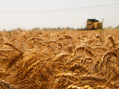 На рынке зерновых усилится  конкуренция среди экспортеров