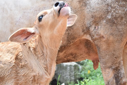 Госветслужба Курганской области проведет искусственное осеменение 1250 голов коров в ЛПХ