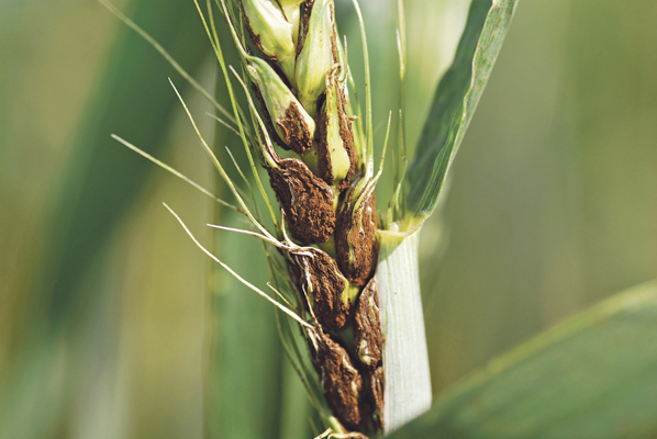 Болезней зерновых не избежать, но риск можно снизить – ученые