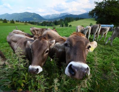Эффективное осеменение коров в современном животноводстве