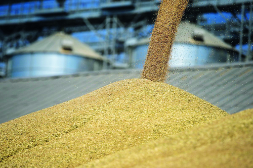 Рост российского экспорта зерна прогнозируют аналитики Международного совета