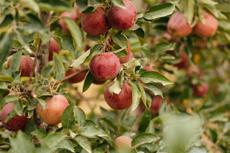 Как выращивать яблоки  по международным стандартам