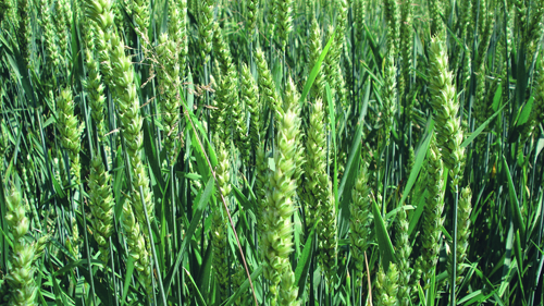 Новая эра в защите пшеницы от сорняков