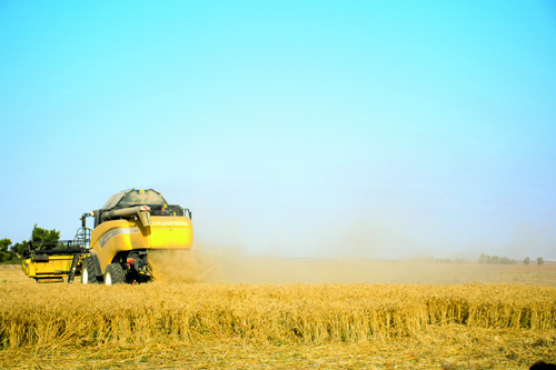 Рост российского зернового  экспорта на следующий  маркетинговый год прогнозируют аналитики Международного совета по зерну