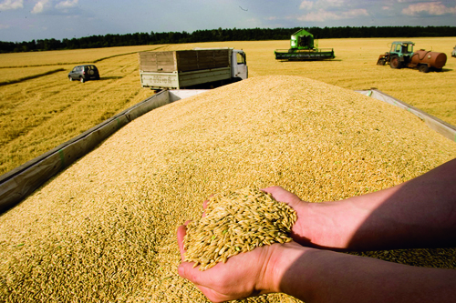 Зерно твердой пшеницы: подготовка к хранению