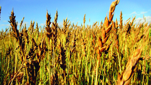 Пути улучшения качества  пшеницы в Курганской области