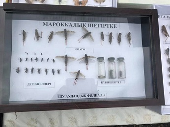 В Жамбылской области обсудили стратегию и тактику борьбы с саранчовыми вредителями