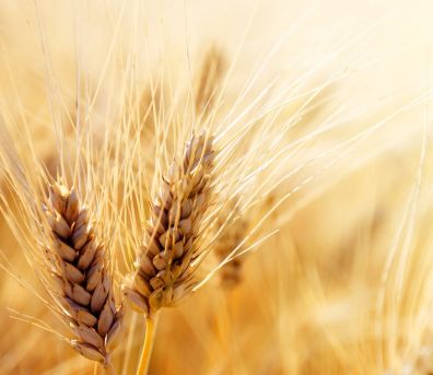 В Европейской части России спрос на зерно снизился