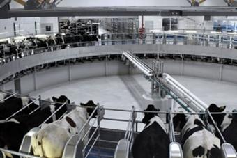 В Тюменской области установлен рекорд по производству молока