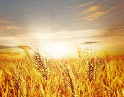 Обзор зернового рынка с 13 по 20 июня