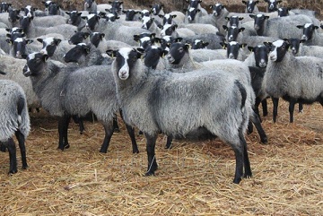 В Курганской области агрофирма закупила овец в Башкирии