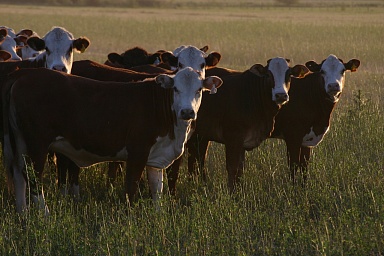 В России растет поголовье мясного скота