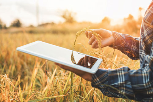Цифровые технологии: возможности приложений сельхозназначения  для мобильных устройств