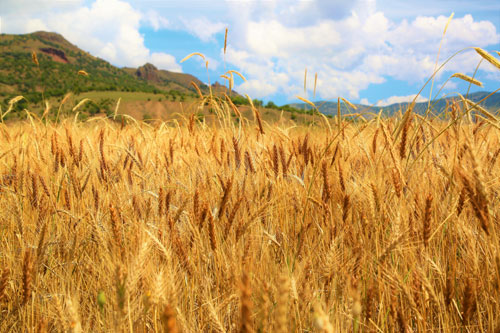 Рост российского зернового  экспорта на следующий  маркетинговый год прогнозируют аналитики Международного совета по зерну