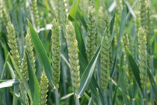 Влияние разных сроков и способов внесения азотного удобрения  под яровую пшеницу