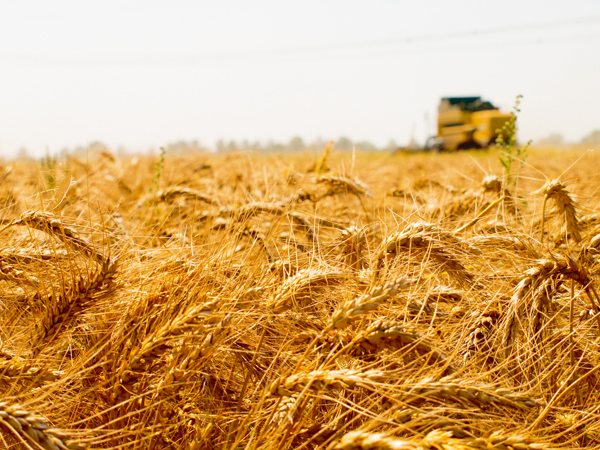Мировое производство  пшеницы обещает вырасти