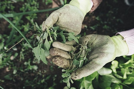 Новосибирские ученые изобрели устройство для борьбы с сорняками